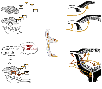 il progesterone