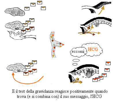 l'HCG e il test di gravidanza