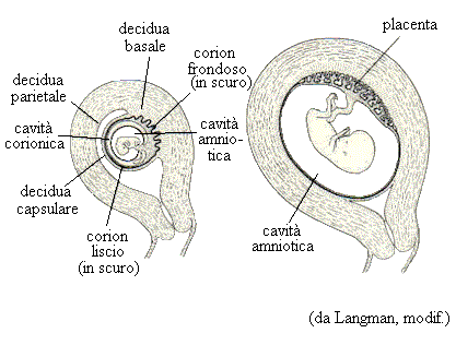 il sacco amniotico e la placenta