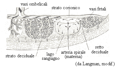 la placenta