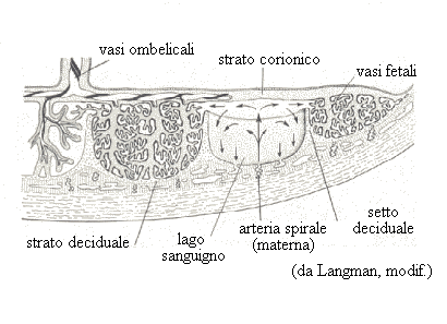 placenta