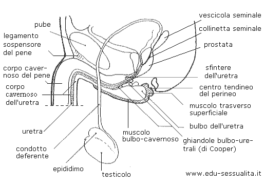 esercitare il muscolo del pene