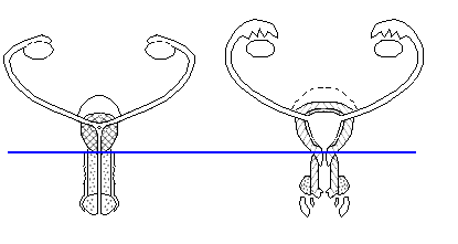 complementarità degli apparati genitali