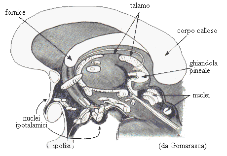 il diencefalo