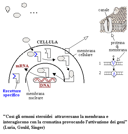 ormoni steroidei e l'attivazione dei geni